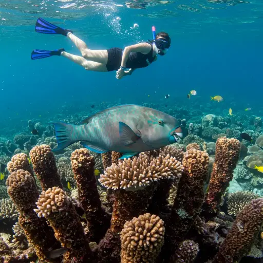Tour de Snorkel Express